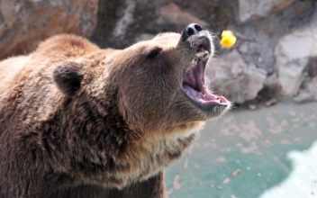 Italy Mourns Death of Greedy Mountain Bear Juan Carrito