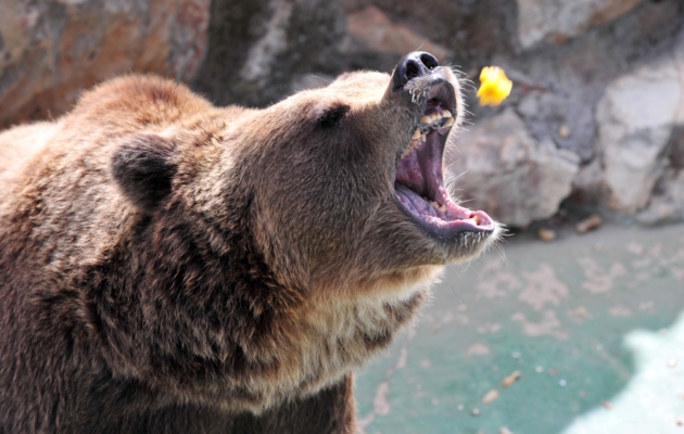 Italy Captures Killer Bear Amid Debate on Her Fate