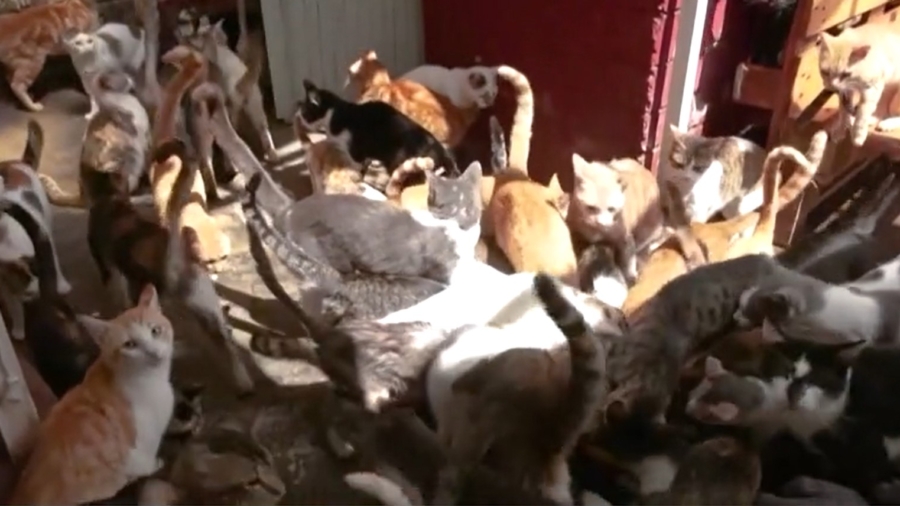 Kenyan Woman Turns Home Into Cat Shelter
