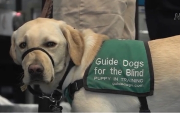 Guided Puppies Receive Training at Airport