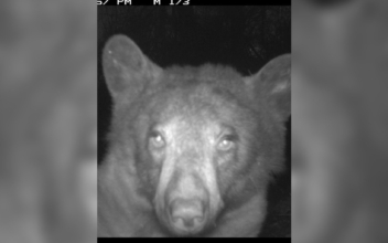 Colorado Wildlife Camera Accidentally Captures Hundreds of Adorable ‘Bear Selfies’