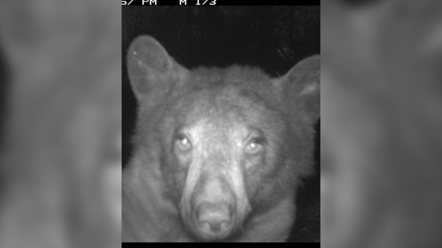 Colorado Wildlife Camera Accidentally Captures Hundreds of Adorable ‘Bear Selfies’
