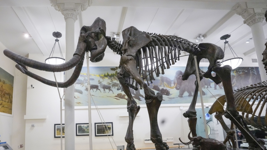 Claim of Mammoth Bones Brings Treasure Hunters to NYC River