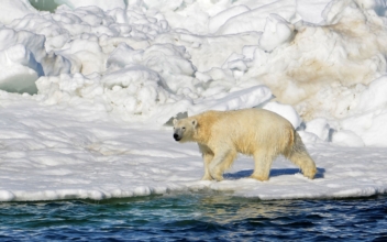 Polar Bear Kills Woman, Boy in Remote Alaska Village