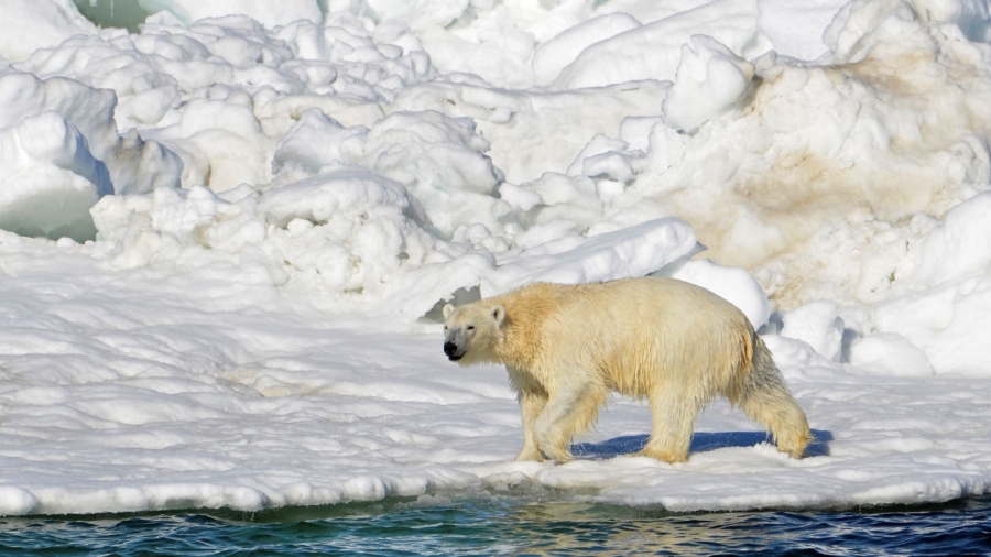 Polar Bear Kills Woman, Boy in Remote Alaska Village