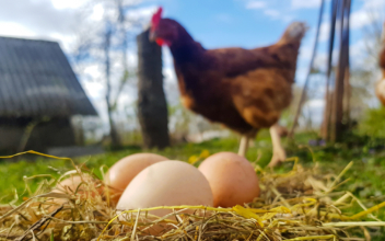 Farm Group Calls for Investigation of Record-High Egg Prices