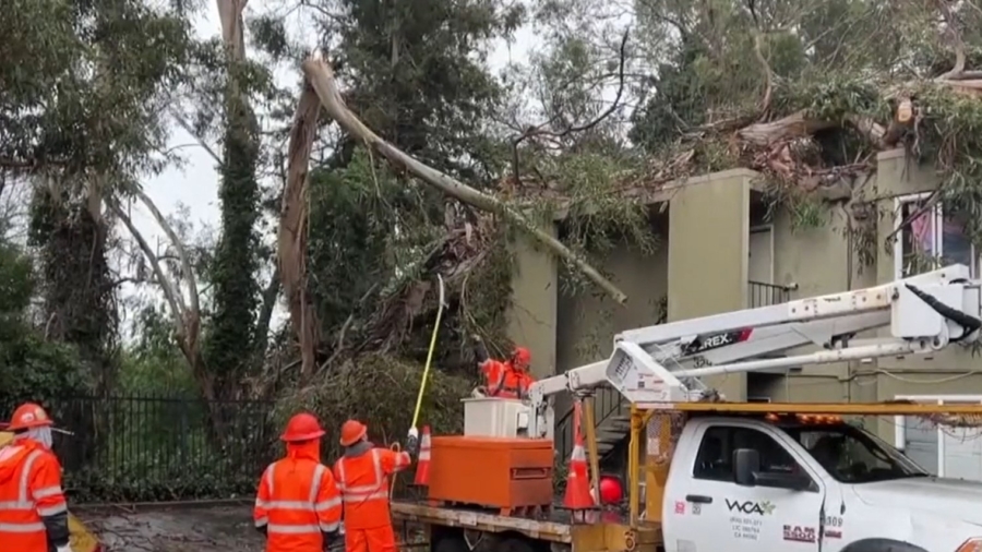 Family Displaced After Tree Falls on Roof