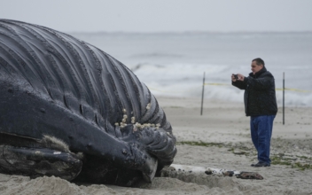 Stranded Humpback Whale Dies on Long Island Beach