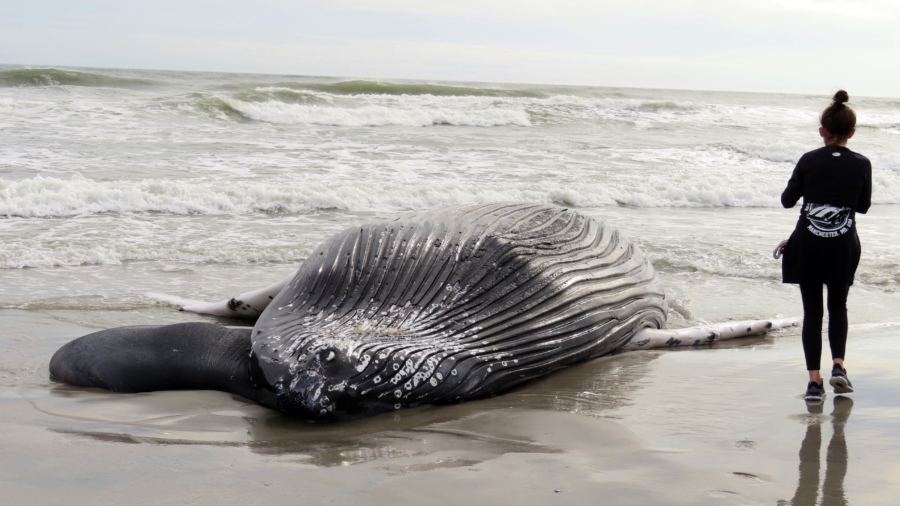 Officials: Whale Found Dead in NJ Likely Struck by Vessel