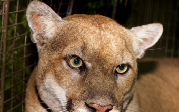 LIVE NOW: Hollywood Holds Memorial for the Mountain Lion