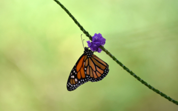 Monarch Butterflies Wintering in California, Population Rebounds