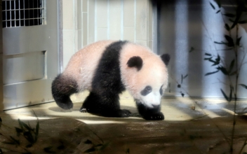San Francisco Greenlights $25 Million Fundraiser for New Pandas