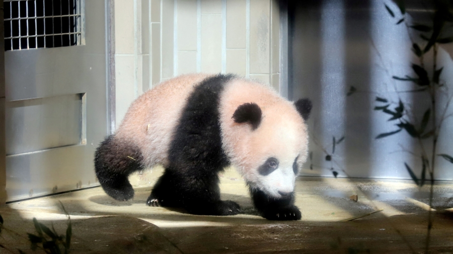 San Francisco Greenlights $25 Million Fundraiser for New Pandas