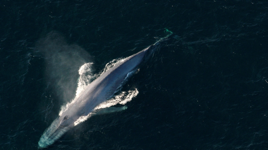 Noise From Deep-Sea Mining May Disrupt Whale Song, Study Finds