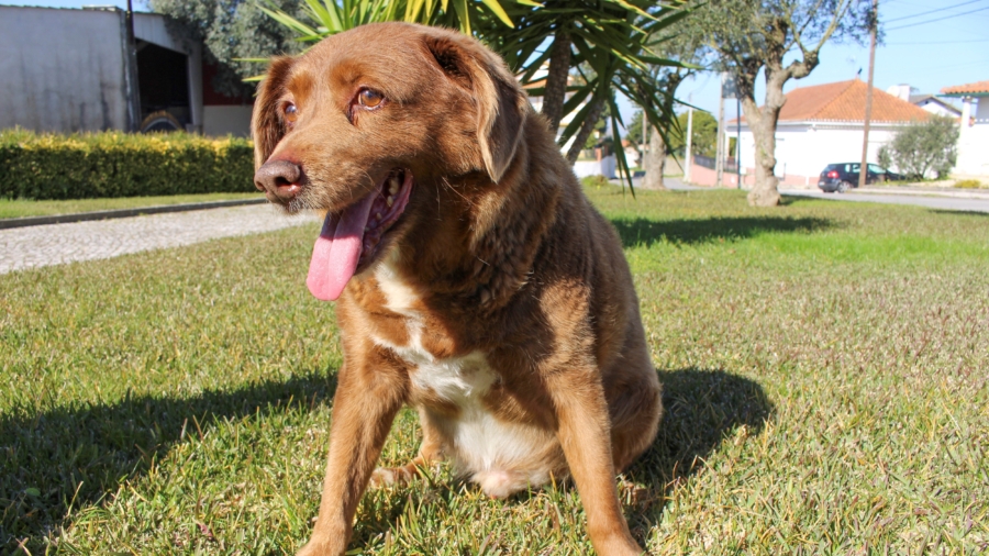 Take a Bow-Wow! Meet Bobi, the World's Oldest Dog on Record