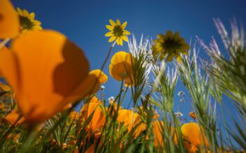 Trails Closed to Protect California Wild Poppies, Zipliners Now Get Bird’s-Eye View of ‘Super Bloom’
