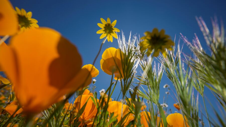 Trails Closed to Protect California Wild Poppies, Zipliners Now Get Bird's-Eye View of 'Super Bloom'