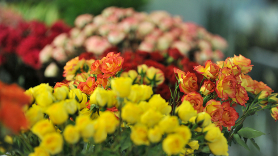Colombia's Florists Struggle Amid High Demand