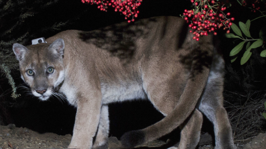 Tribes, Researchers Debate Final Fate of P-22, Famed LA Mountain Lion