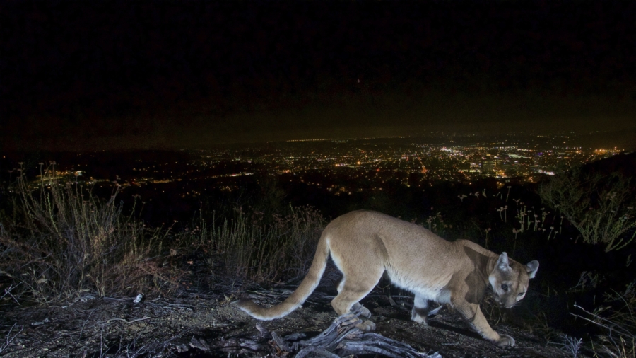 Hunt Ends for Mountain Lion That Attacked California Boy