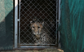 India Welcomes 12 Cheetahs From South Africa