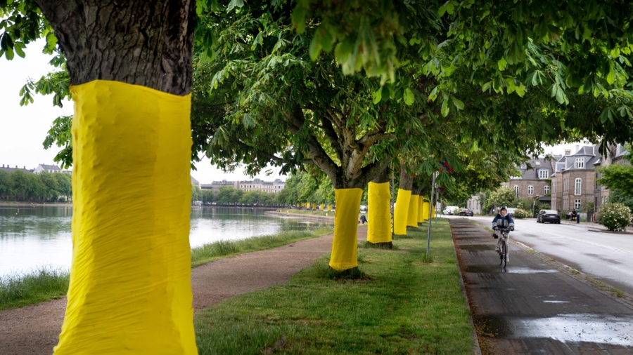 Study Finds City Trees Reduce Heatwave Deaths