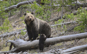US May Lift Protections for Yellowstone, Glacier Grizzlies