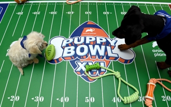 Puppies to Compete in 19th Annual Puppy Bowl