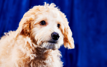 Watch 122 Rescue Dogs Face Off in This Year’s Puppy Bowl
