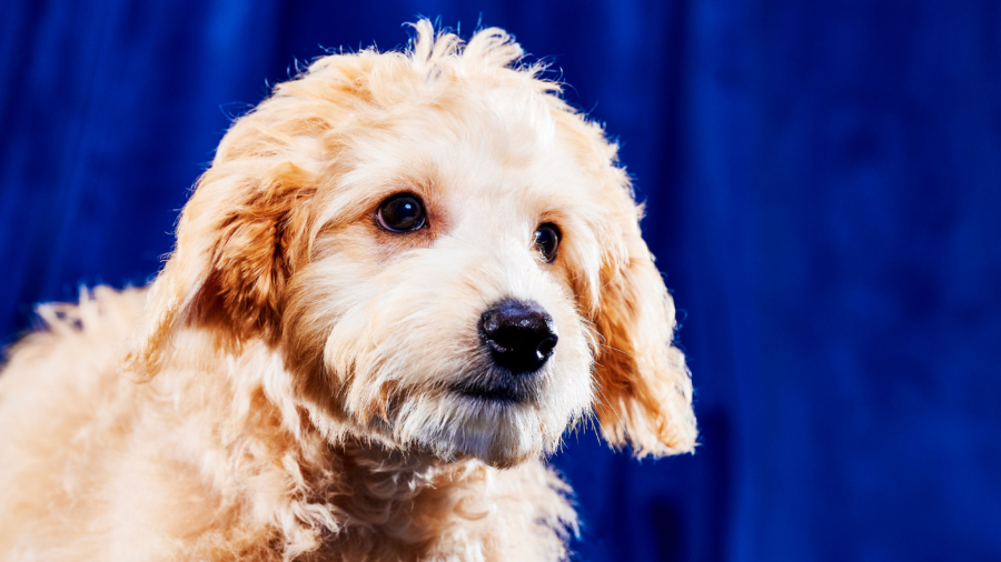 Watch 122 Rescue Dogs Face Off in This Year’s Puppy Bowl