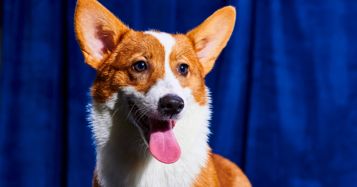 Team Fluff Wins 2023 Puppy Bowl TrendRadars