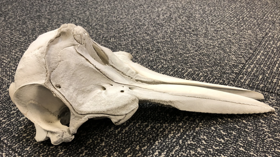 Dolphin Skull Discovered by Customs Officials in Airport Arrivals