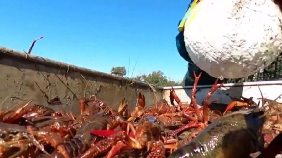 Weather Impacts Texas Crawfish