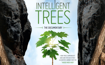 Intelligent Trees