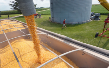 US Farmers Warn Congress of Corn Catastrophe
