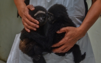 A Gibbon Who Lived Alone in Her Cage Had a Baby—Japanese Zookeepers Finally Know How