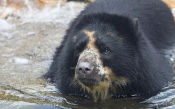 St. Louis Zoo Bear Has Second Brief Escape From Enclosure