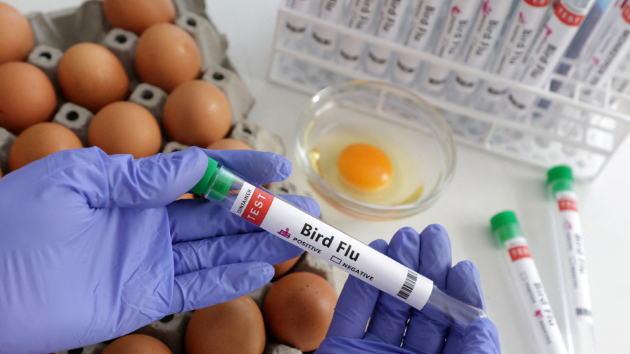 Bird Flu Spreads to New Countries, Threatens Non-Stop ‘War’ on Poultry