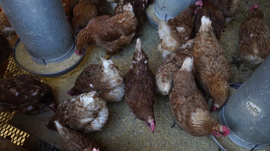 Bird Flu Costs Pile Up as Outbreak Enters 2nd Year