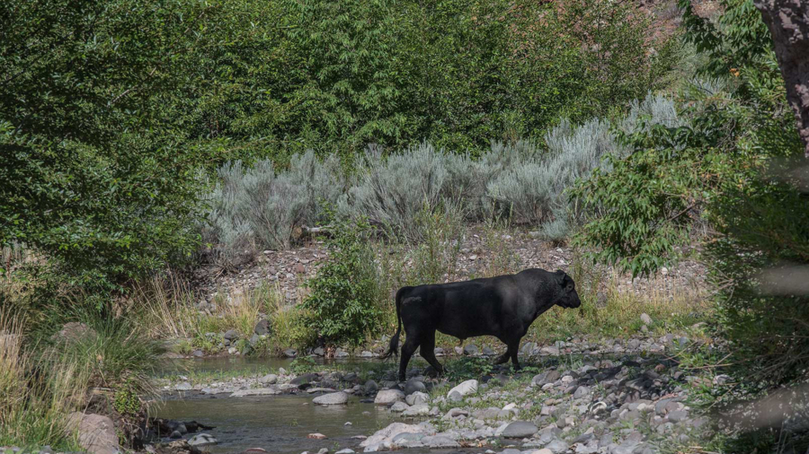 Kill Order for New Mexico Feral Cows Issued by US Officials