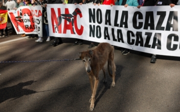 Spain’s Congress Excludes Hunting Dogs From New Animal Rights Law
