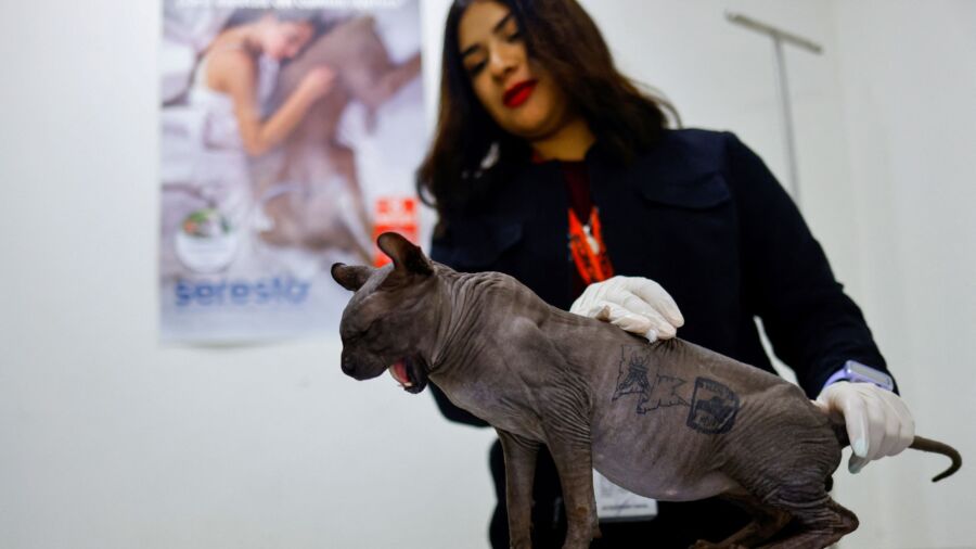 Tattooed Mexican Cat Seeks New Home After Life Behind Bars