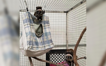A Real Zoodunit: Monkeys Found but Mystery Deepens in Dallas