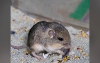 Tiny California Mouse Wins Guinness Award for Longevity