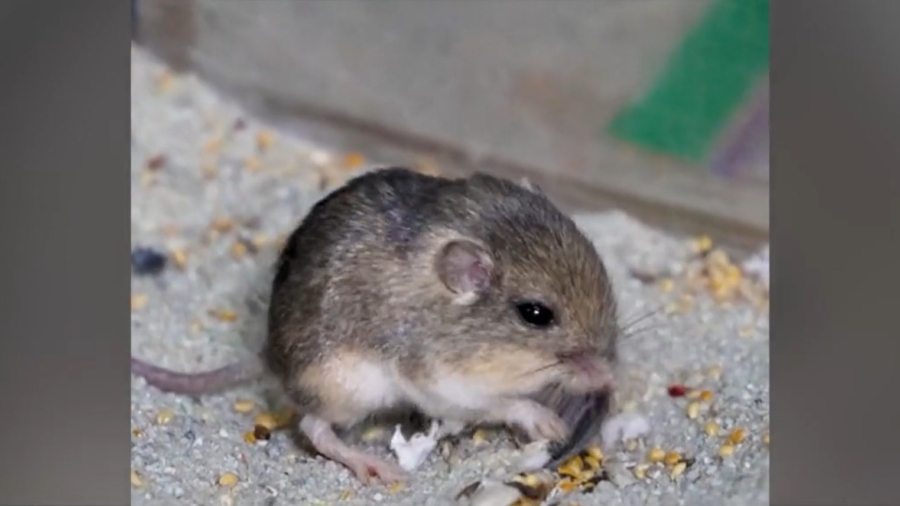 Tiny California Mouse Wins Guinness Award for Longevity