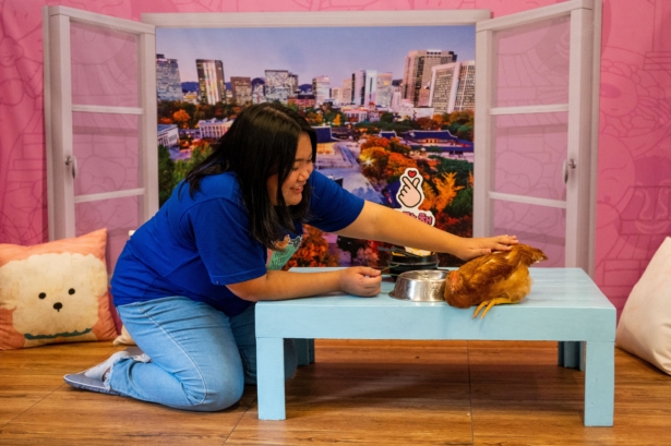 Volunteer Phoenix Unique pets rescued chicken, Mingming, during a Valentine's Day date, at the Philippine Animal Welfare Society (PAWS) Shelter in Quezon City, Metro Manila, Philippines, on Feb. 14, 2023. (Lisa Marie David/Reuters)