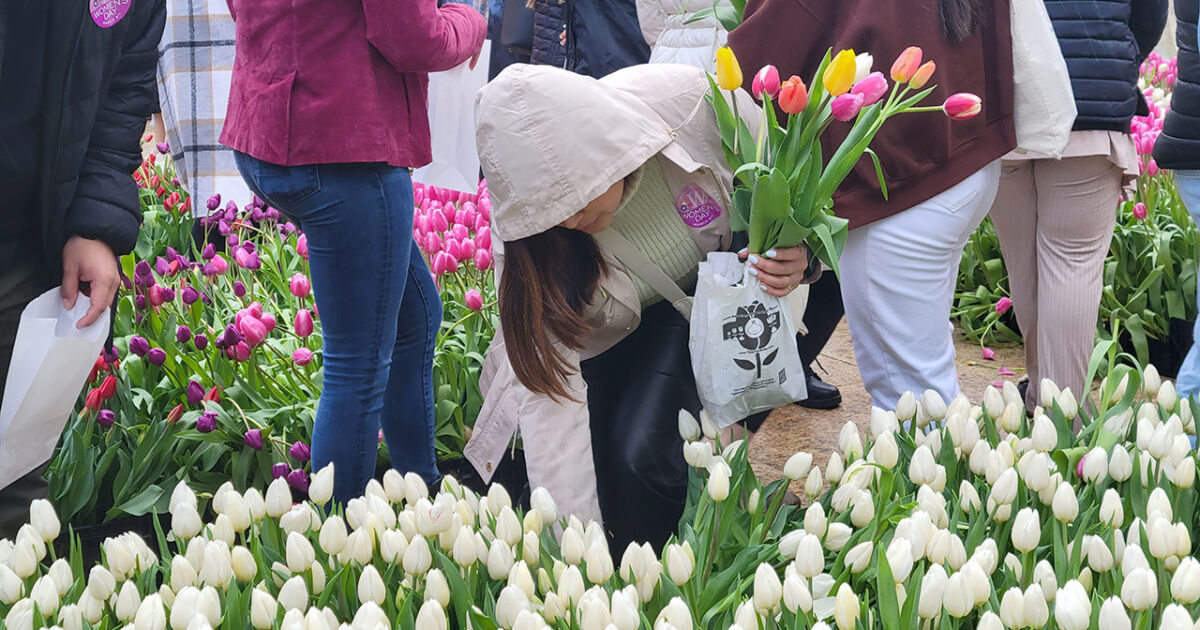 San Francisco Shares 80,000 Free Tulips NTD