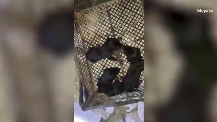 A Dog, 3 Newborn Puppies, Rescued From Rubble in Turkey’s Hatay a Month After Quakes