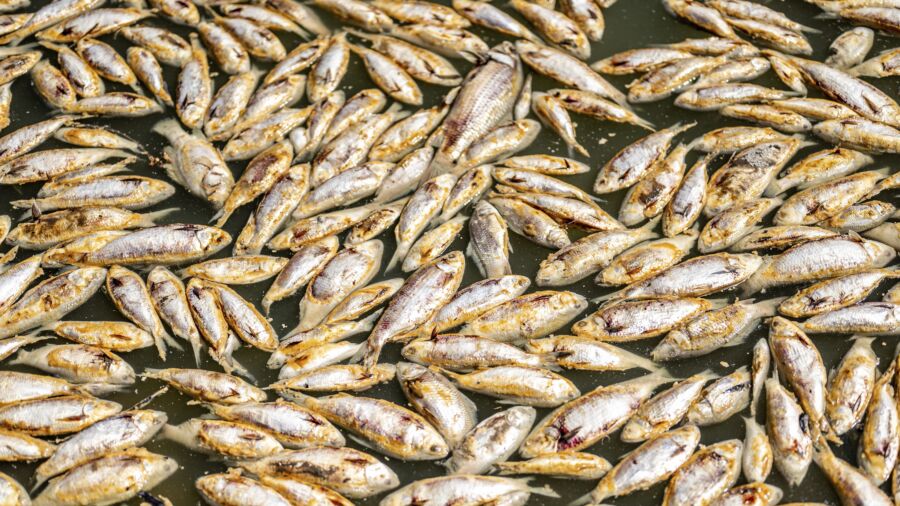Millions of Rotting Fish to Be Removed From Australian River