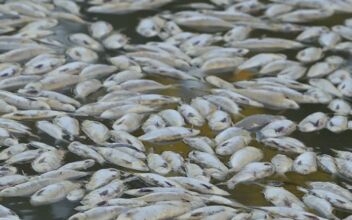 Millions of Dead Fish Wash Up in Australia